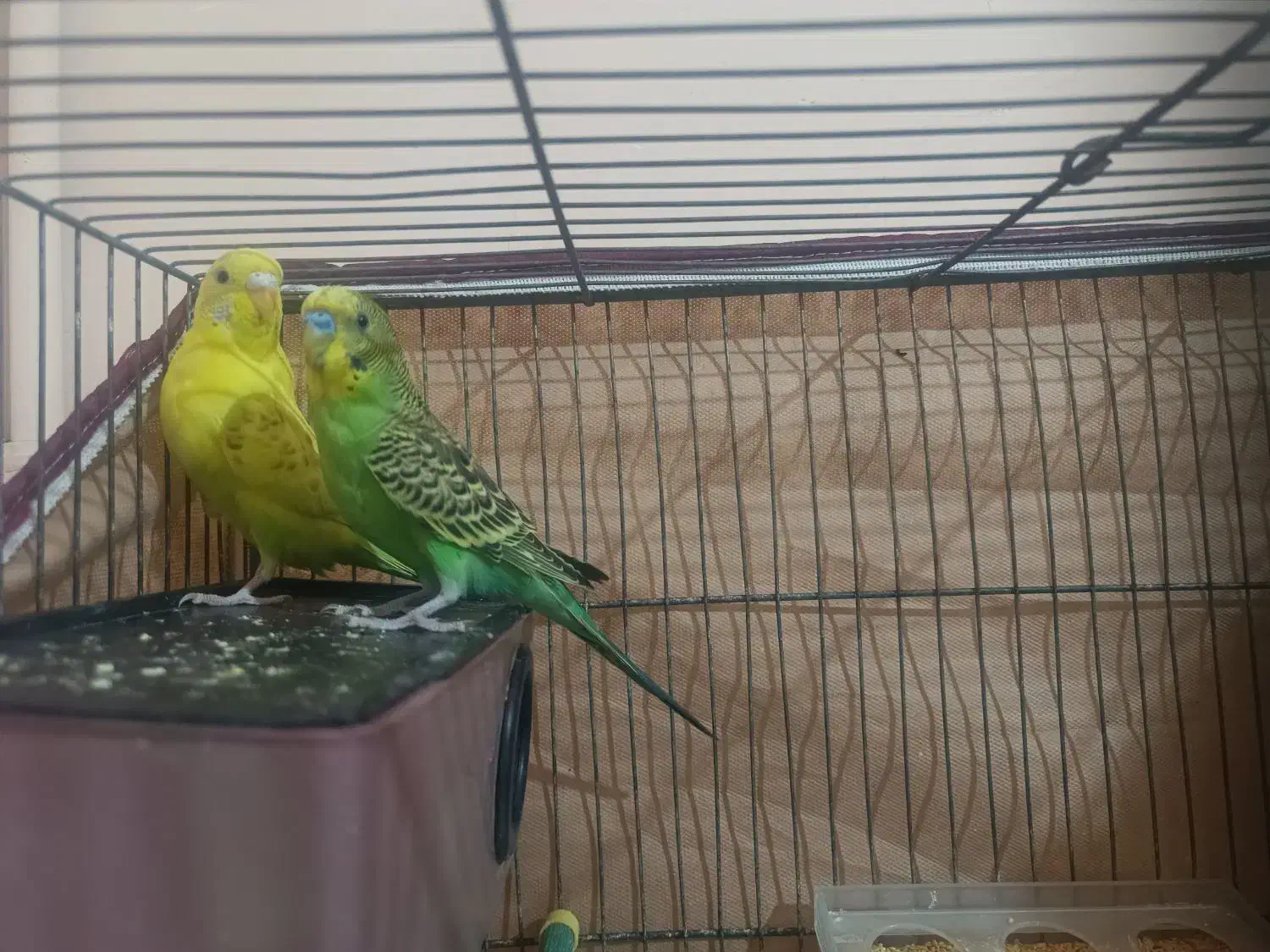 جفت مرغ عشق با قفس|پرنده|اردبیل, |دیوار