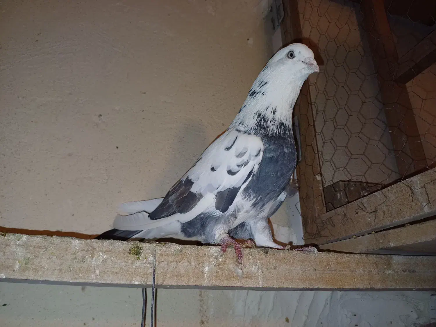 کبوتر قدیم تهران|پرنده|ری, دیلمان|دیوار