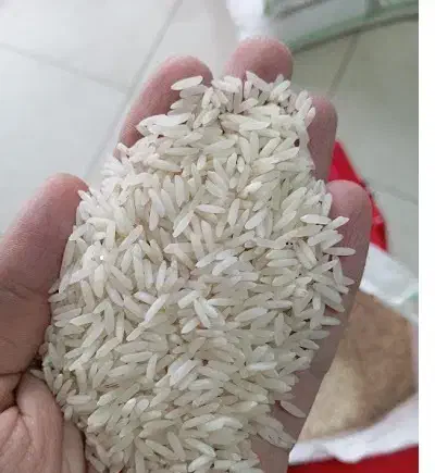 شیرودی درجه یک اعلا کاملا ارگانیک بدون سم|عمدهفروشی|بابلسر, |دیوار