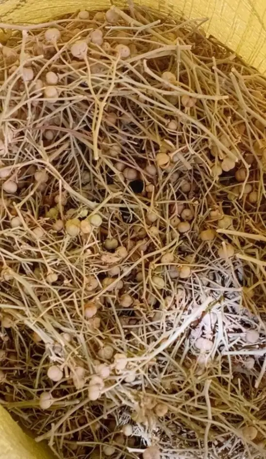 اسفند|صنایع دستی و سایر لوازم تزئینی|اردکان, |دیوار