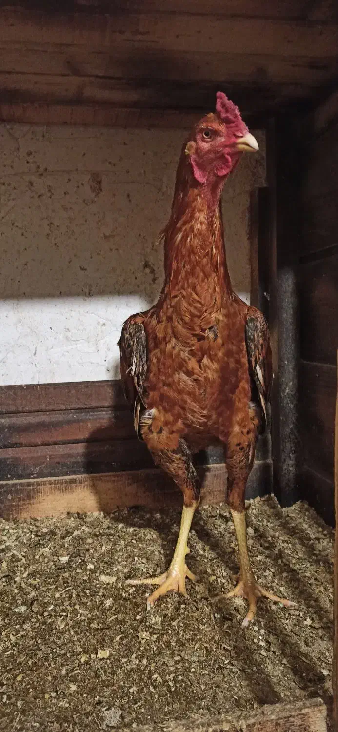 خروس لاری|حیوانات مزرعه|رشت, کوی طالقانی|دیوار