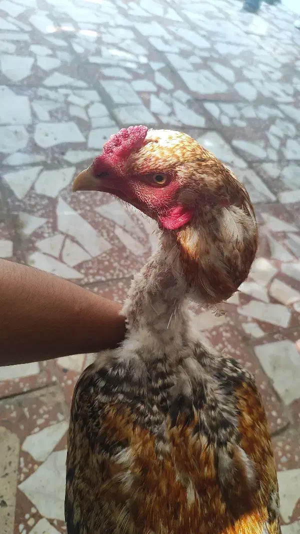 خروس لاری کوکو معاوضه هم دارم|حیوانات مزرعه|رشت, حومه رشت|دیوار