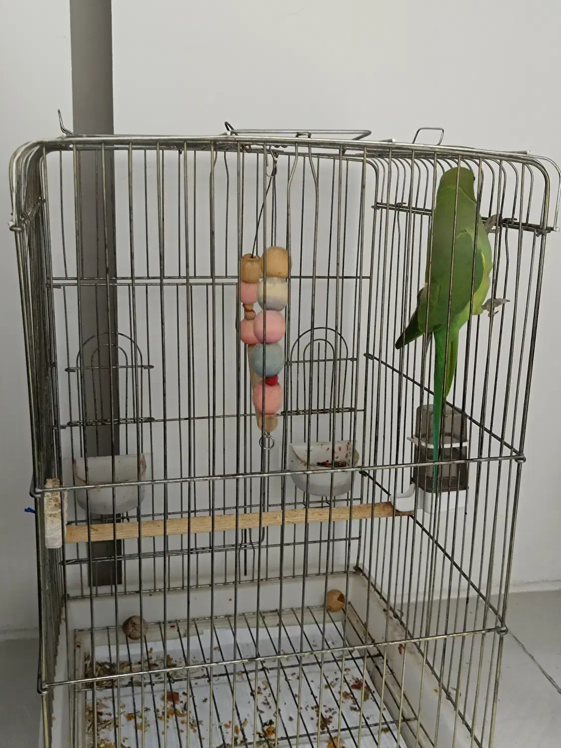 گم شده|حیوانات|ایلام, |دیوار