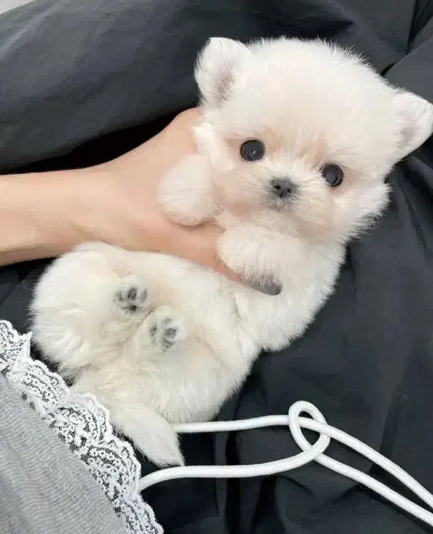 توله پشمالو دو ماهه|سگ|تهران, جنتآباد مرکزی|دیوار