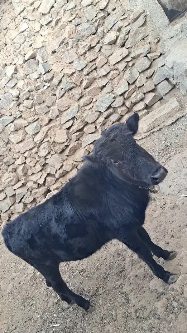 گوساله نر|حیوانات مزرعه|سارال, |دیوار