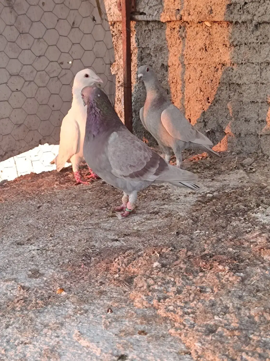 کفتر|پرنده|مرودشت, رامجرد یک|دیوار