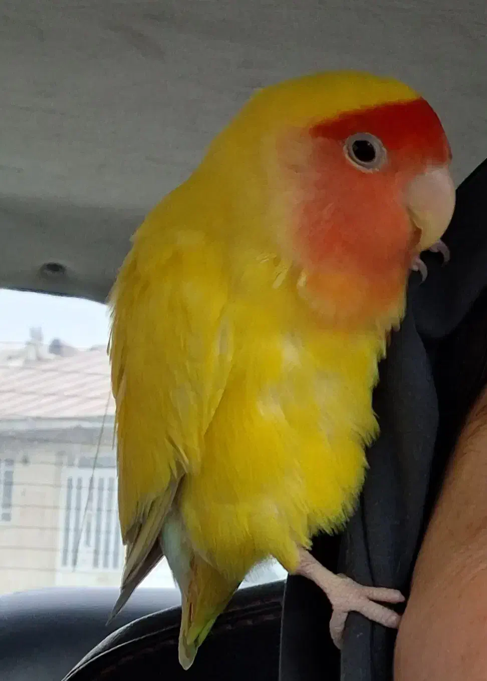 طوطی برزیلی صورت هلویی گمشده|حیوانات|همدان, |دیوار