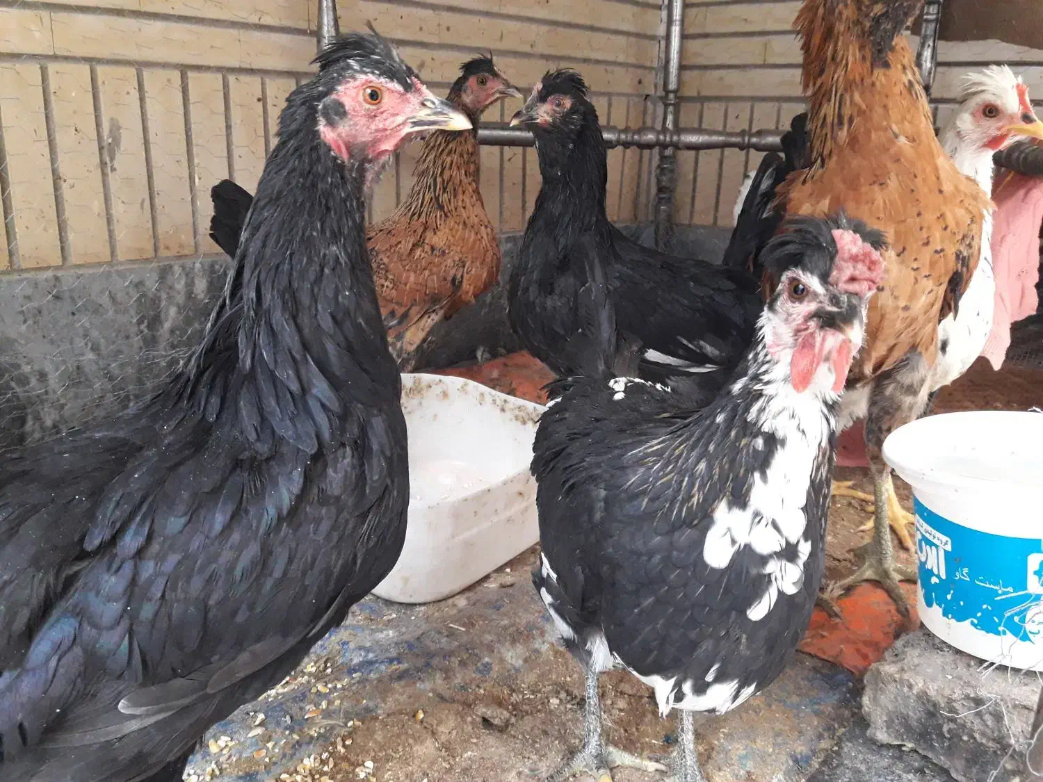 تخم نطفه دار (تخم خروسی)|حیوانات مزرعه|خمینی‌شهر, |دیوار