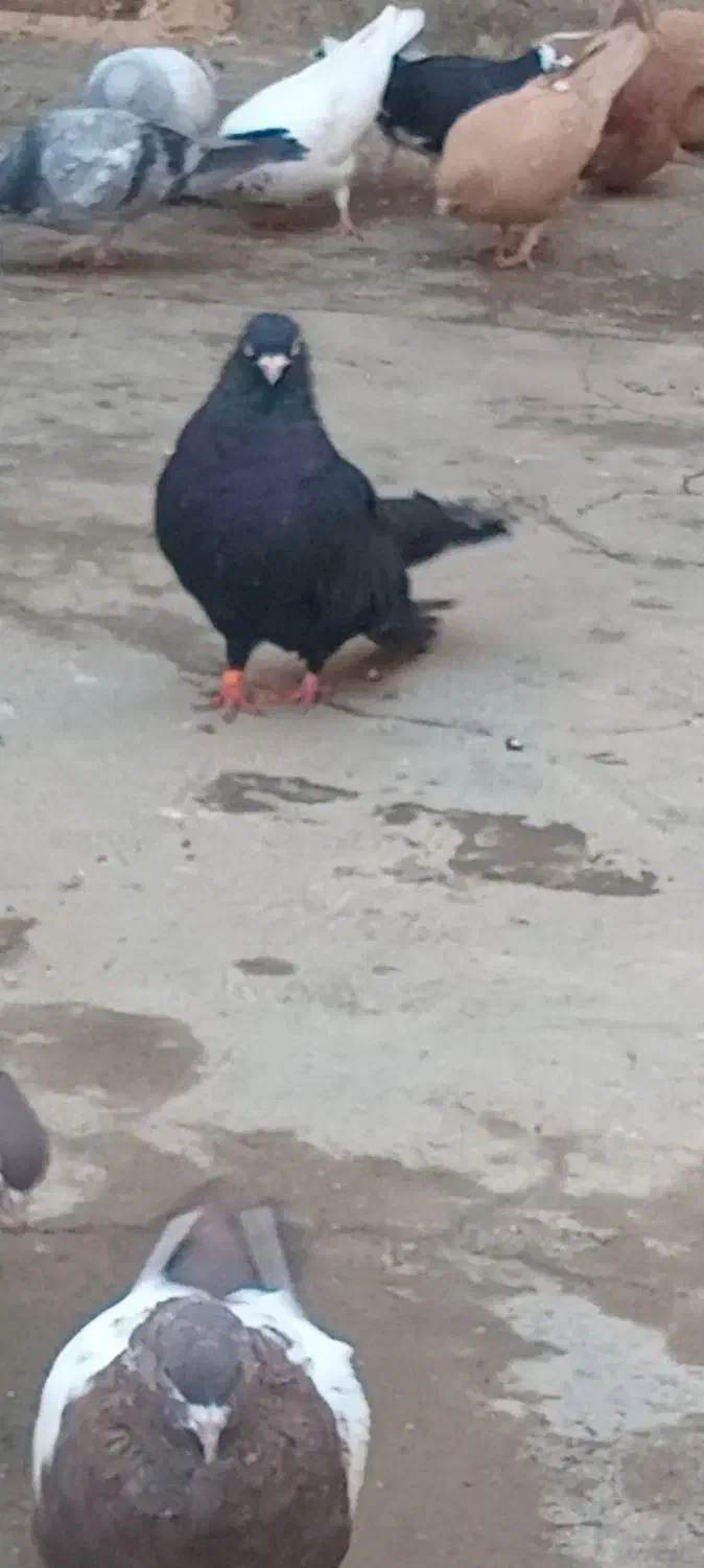 کبوتر|پرنده|میاندوآب, |دیوار