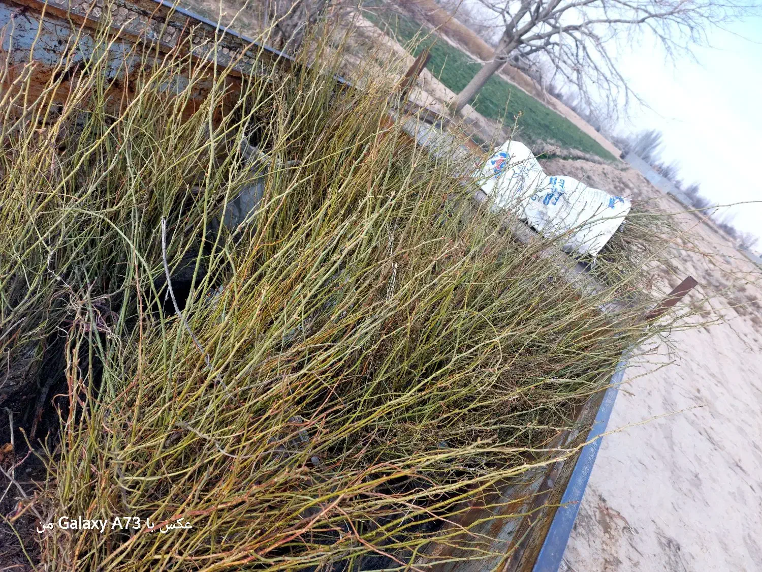 نهال گل محمدی|گل و گیاه طبیعی|مشهد, فرخد|دیوار