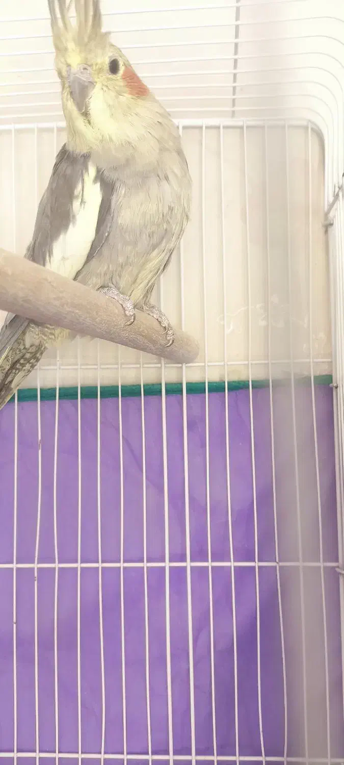 عروس هلندی ماده|پرنده|کرمان, |دیوار