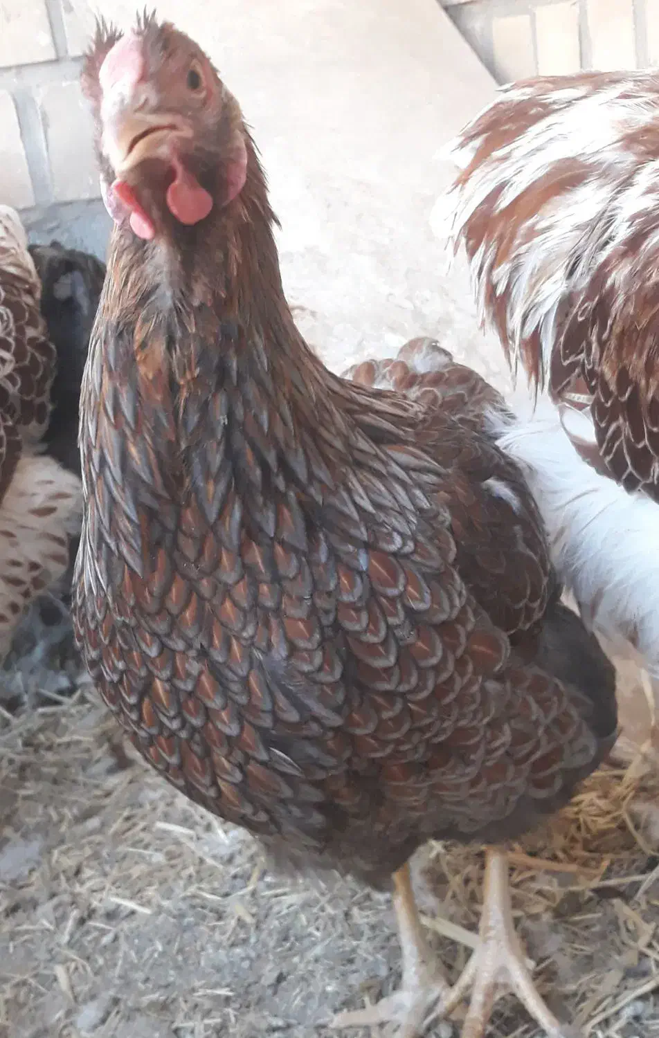 جوجه ویاندوت(مرغ و خروس ندارم)|حیوانات مزرعه|قم, شهرک مهدیه|دیوار