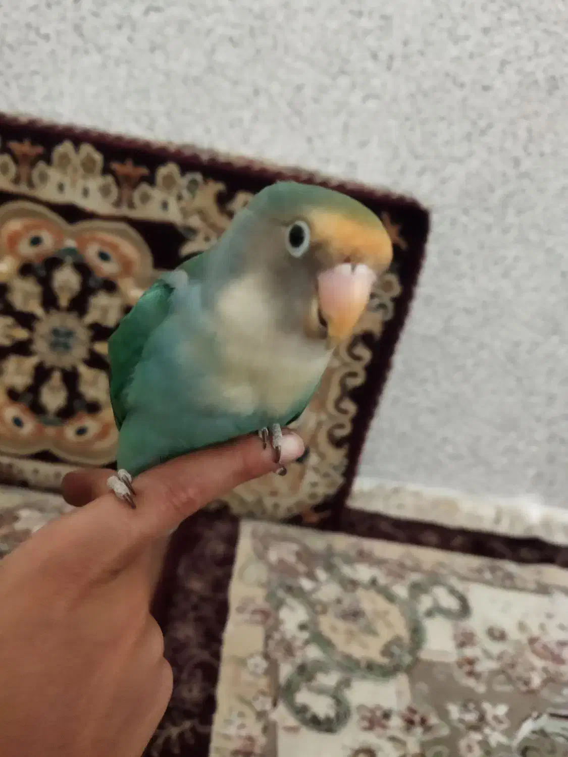 فروش طوطی برزیلی باقفس|پرنده|مریوان, |دیوار