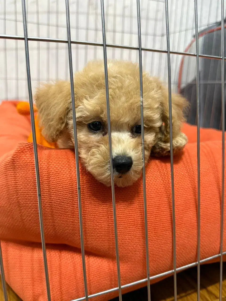 توی پودل ۸۰ روزه|سگ|فردیس, طالقانی|دیوار