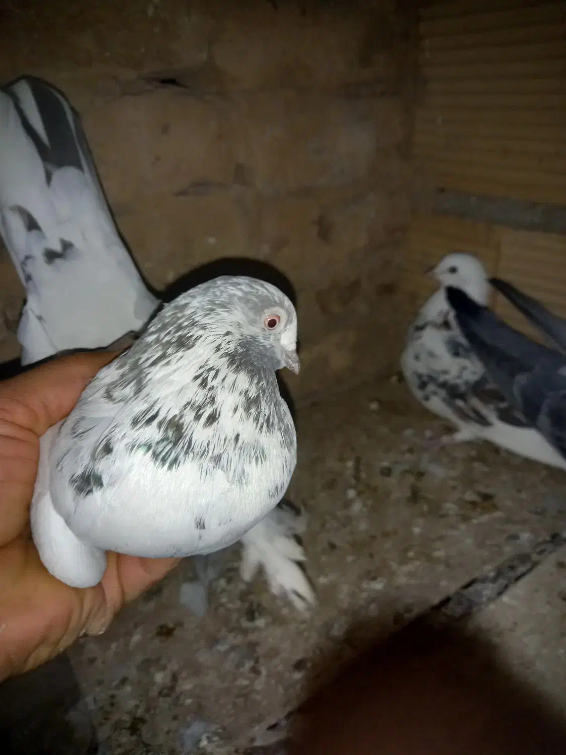 کبوترپرشی|پرنده|پاکدشت, پاکدشت (مامازند)|دیوار