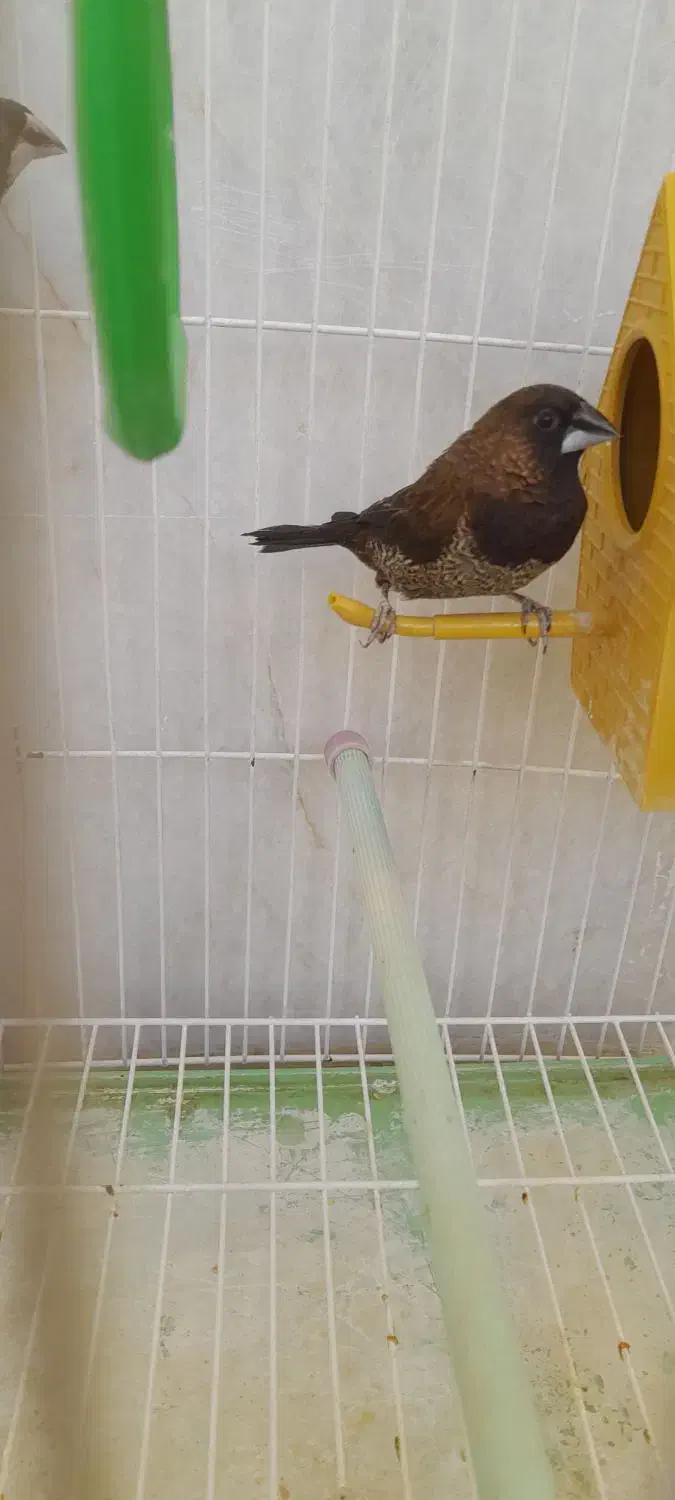 فنچ بنگالی|پرنده|جهرم, |دیوار