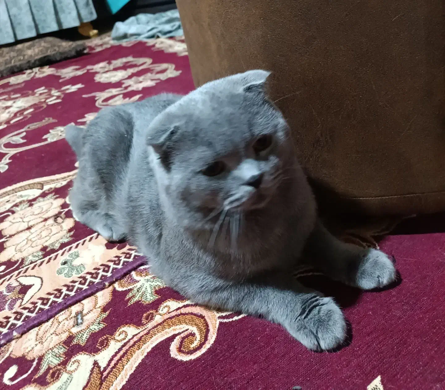 گربه ی اسکاتیش اصیل نژادباکیفیت|گربه|گلبهار, شهر جدید گلبهار|دیوار