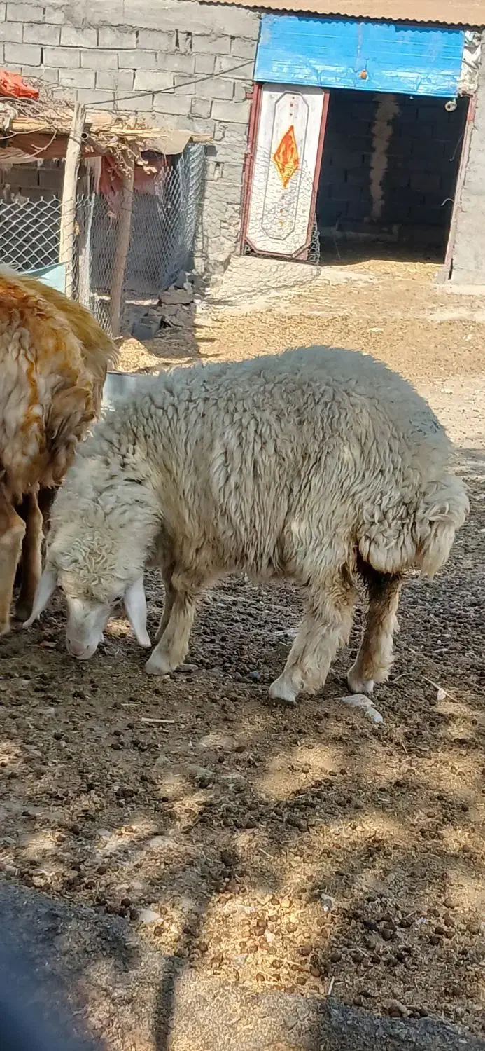 بره|حیوانات مزرعه|چوار, |دیوار