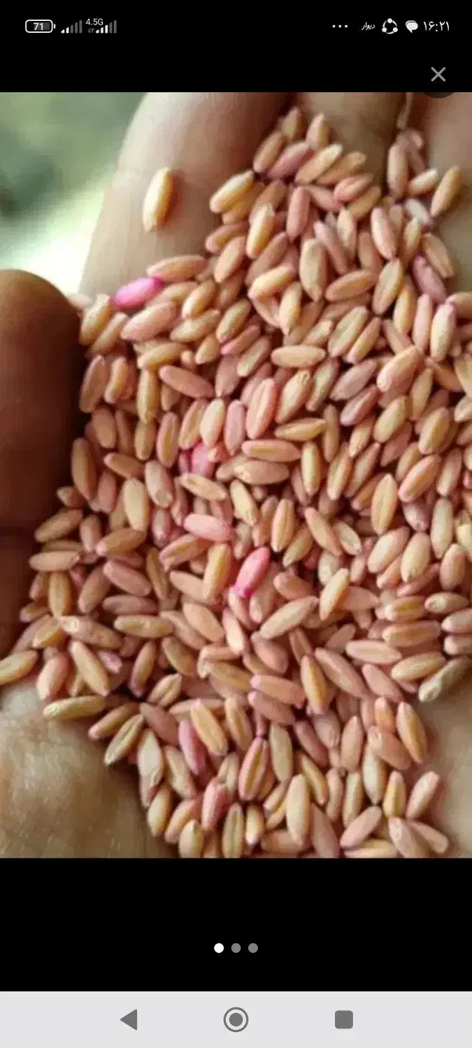 گندم بذری هشترود|خدمات باغبانی و درختکاری|سنندج, |دیوار