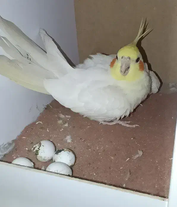 عروس هلندی لوتینو نر|پرنده|تهران, امیریه|دیوار