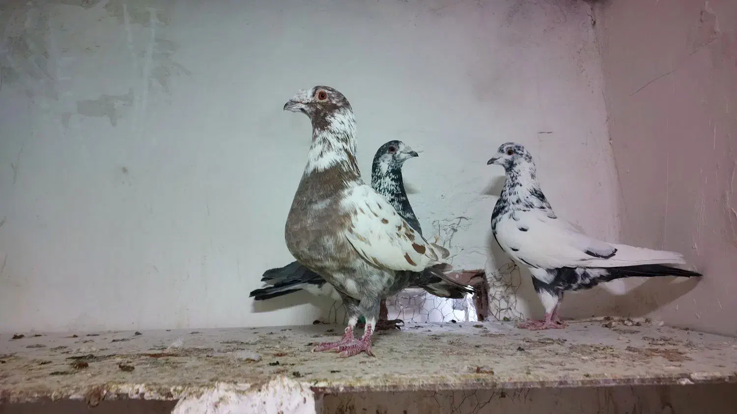 سوسکی سرخ نر|پرنده|بجنورد, |دیوار