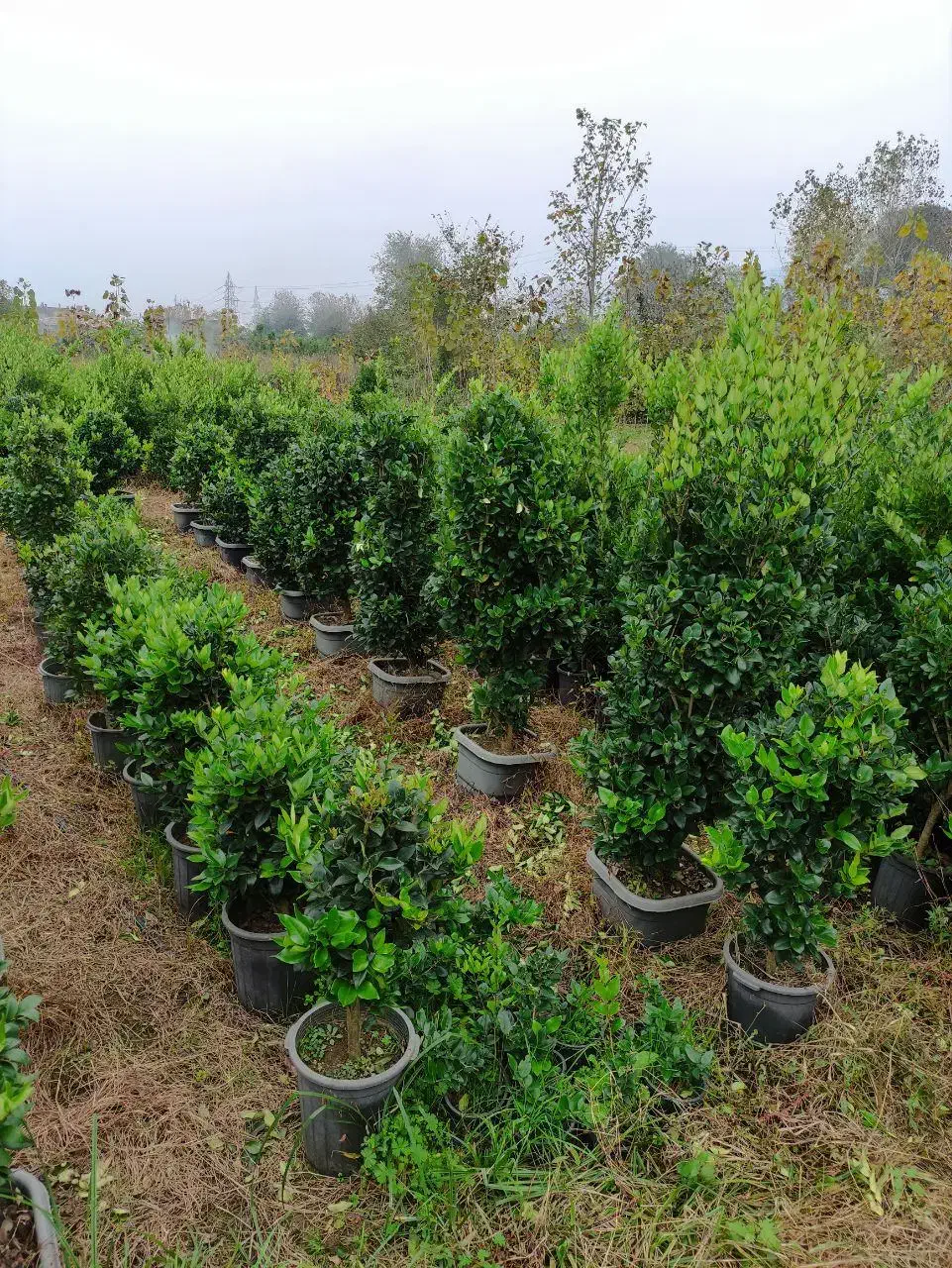 یاس هلندی سطل دوازده ده چهل سه نیم و زمینی|گل و گیاه طبیعی|چابکسر, |دیوار