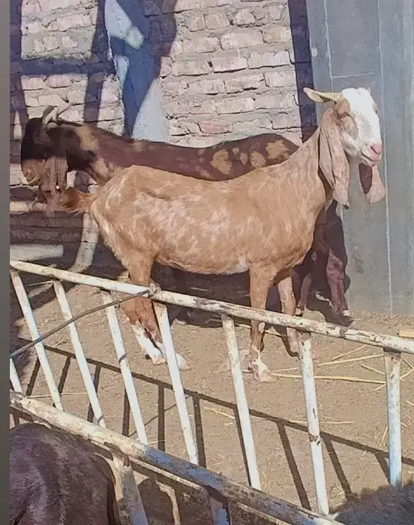 بزمری ....ونری|حیوانات مزرعه|زاهدان, |دیوار