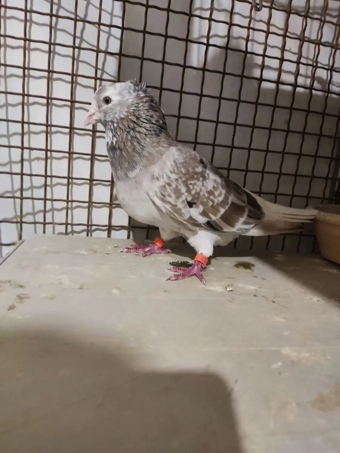 کبوتر.رنگی.دم سفید.سرور|پرنده|گنبد کاووس, |دیوار