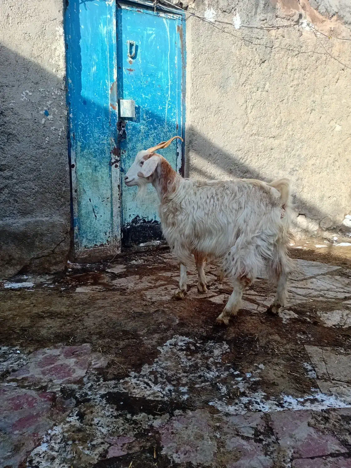 ۱عدد بز جوان|حیوانات مزرعه|اردبیل, |دیوار