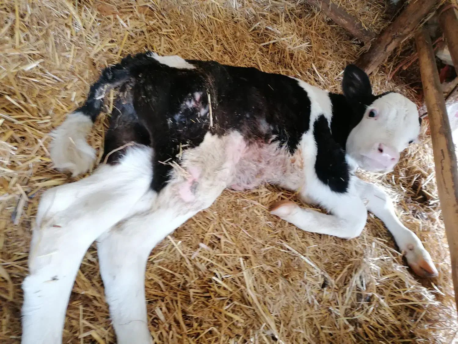 گوساله|حیوانات مزرعه|بندر گز, |دیوار