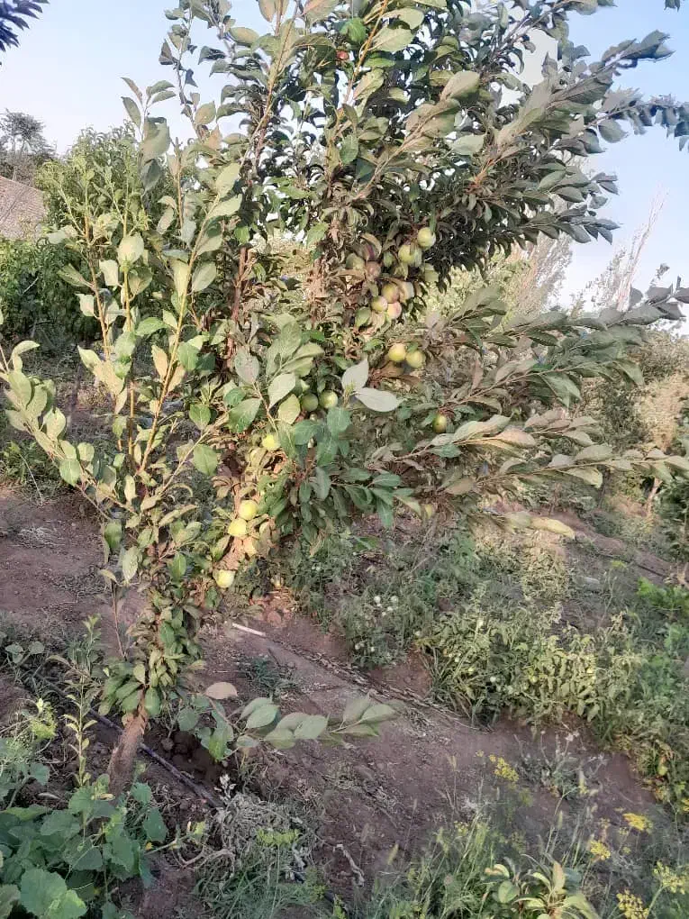 باغ نقلی با سند رسمی|فروش زمین و ملک کلنگی|قزوین, |دیوار