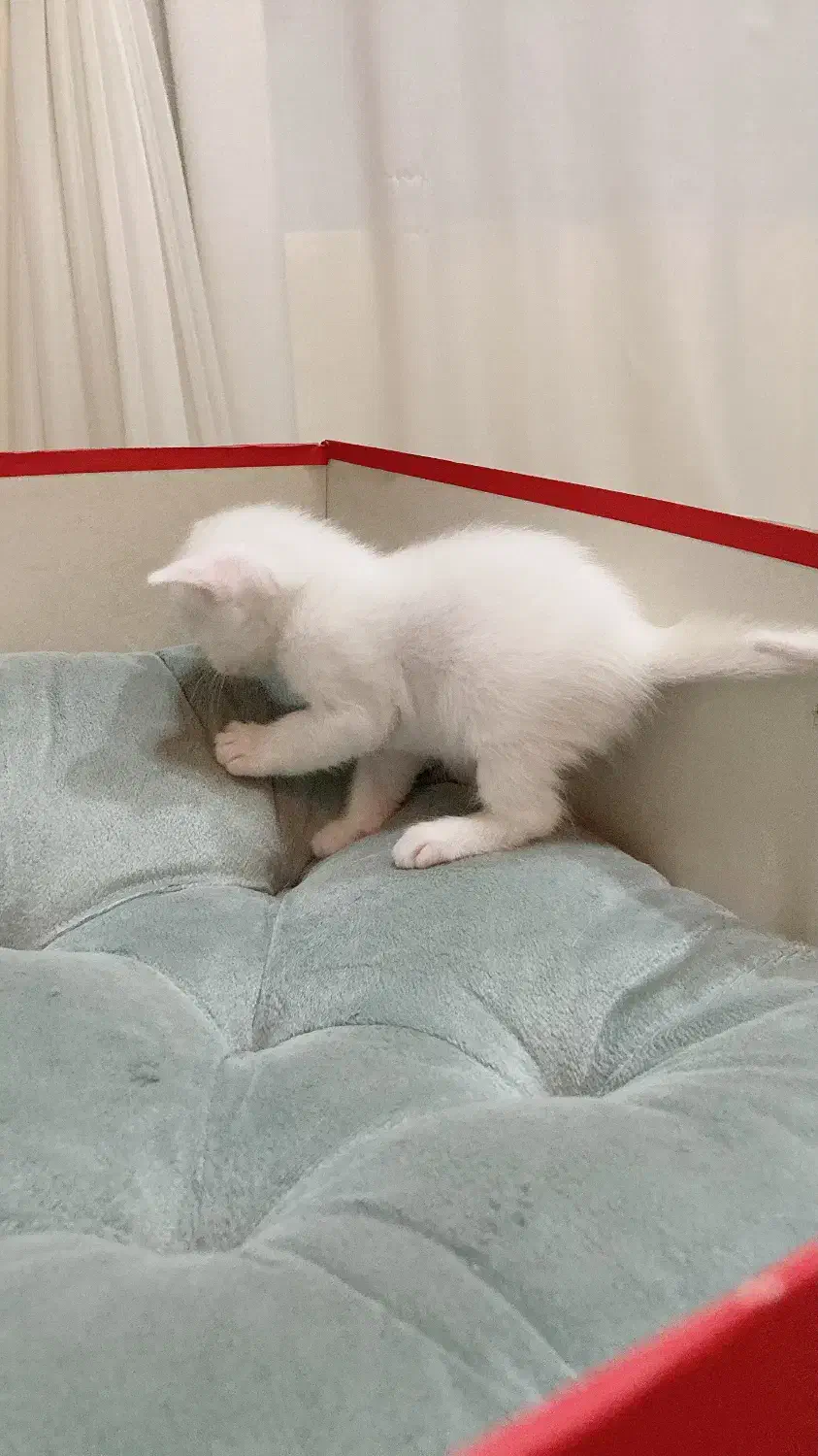 گربه اسکاتیش و بریتیش|گربه|تهران, جنتآباد شمالی|دیوار