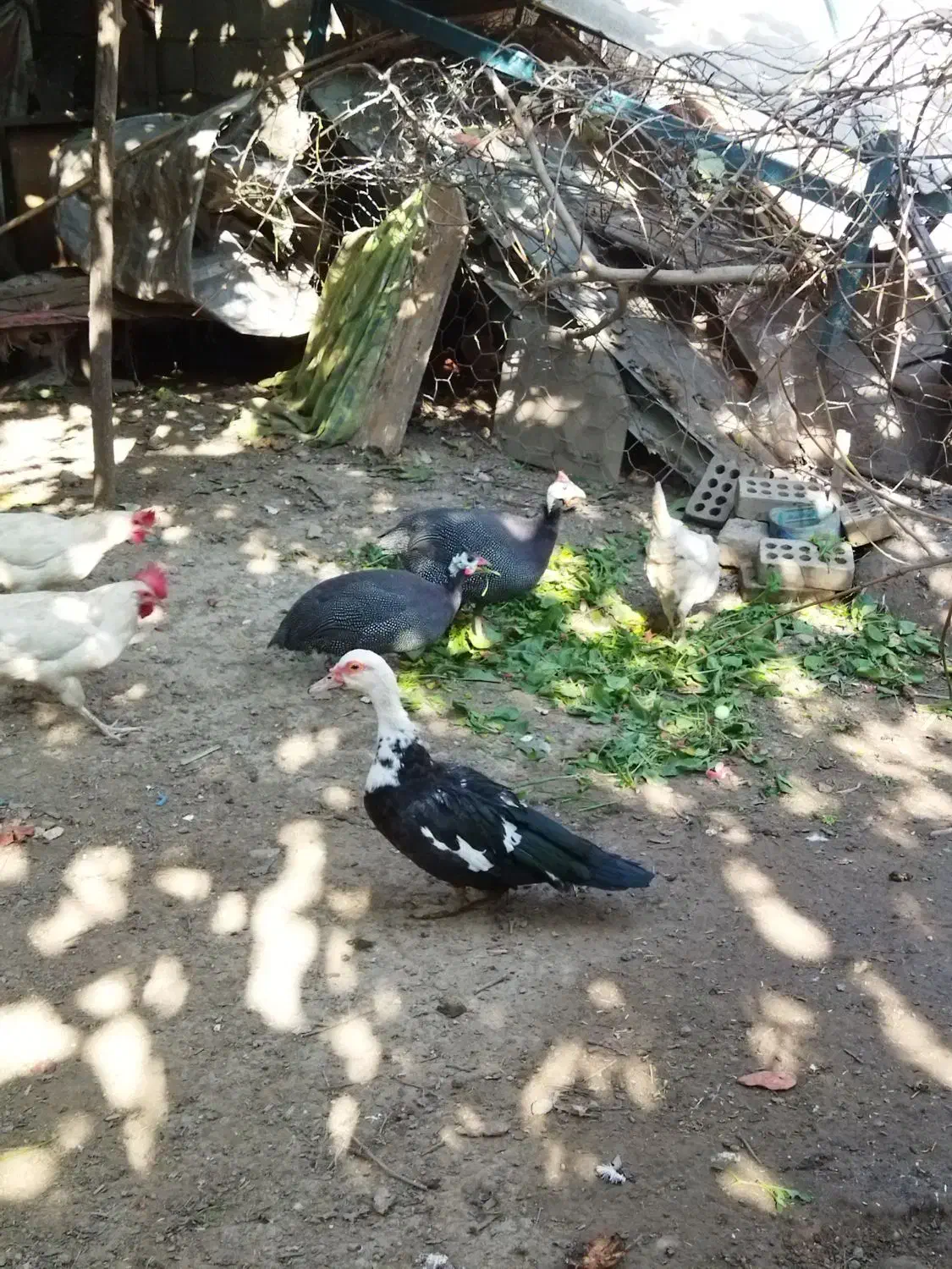 اوردک مرغ شاخدار با یه مرغ لاری تخم کن|حیوانات مزرعه|مینودشت, |دیوار