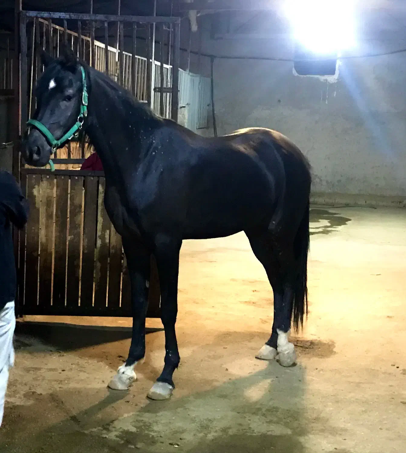 مادیون عرب اصیل|اسب و تجهیزات اسبسواری|مهریز, |دیوار