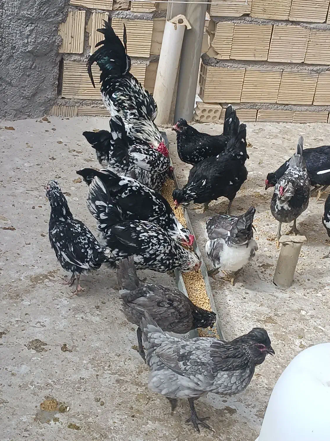 تخم مرغ گلین|حیوانات مزرعه|برخوار, |دیوار