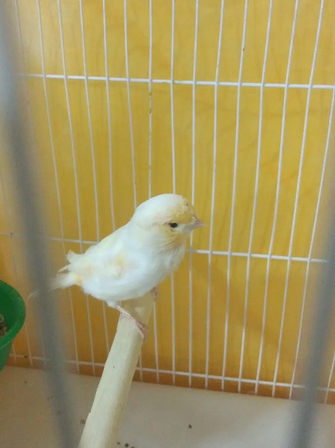 قناری نر موزاییکی بالغ و جوجه جمع کن|پرنده|چناران, |دیوار