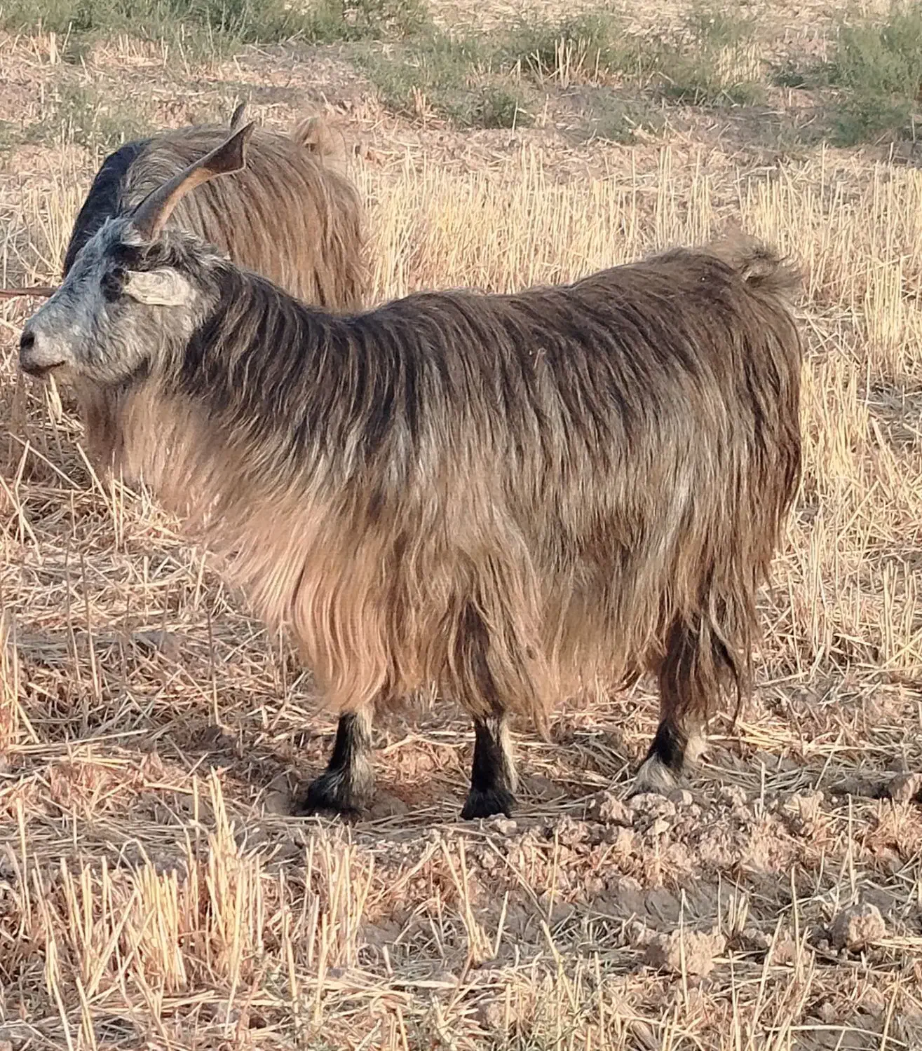 بزسالم ابستن|حیوانات مزرعه|شریف‌آباد, |دیوار