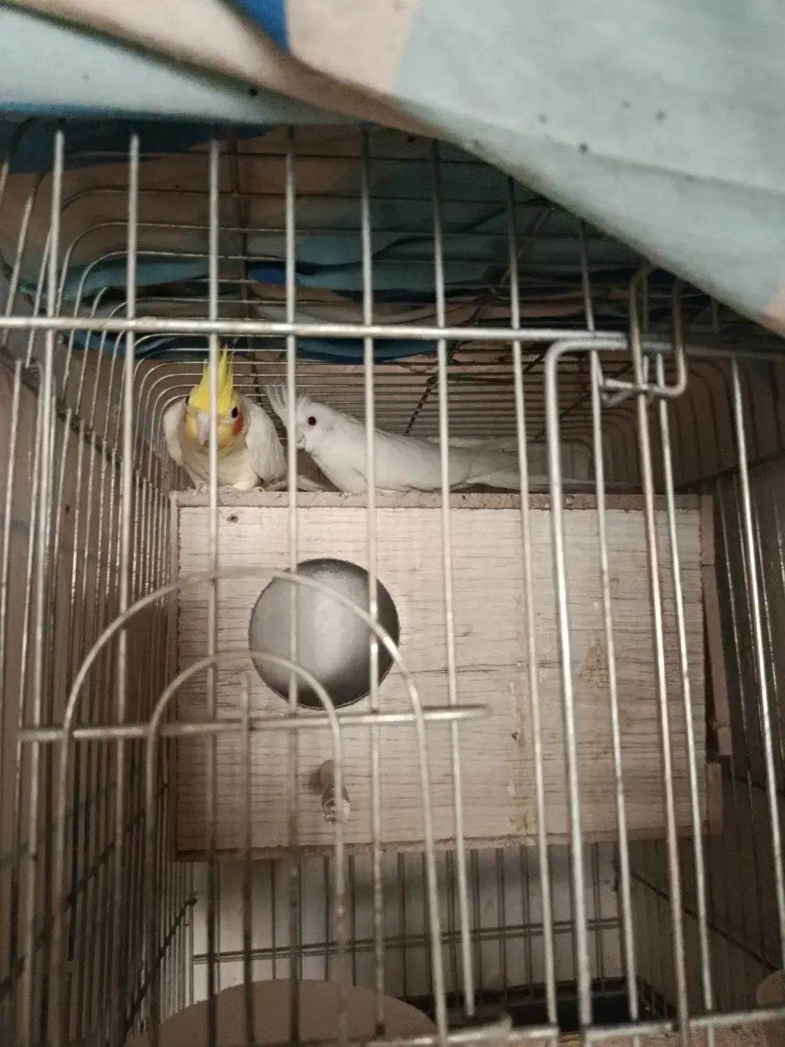 عروس هلندی مولد|پرنده|کرج, حسن آباد|دیوار