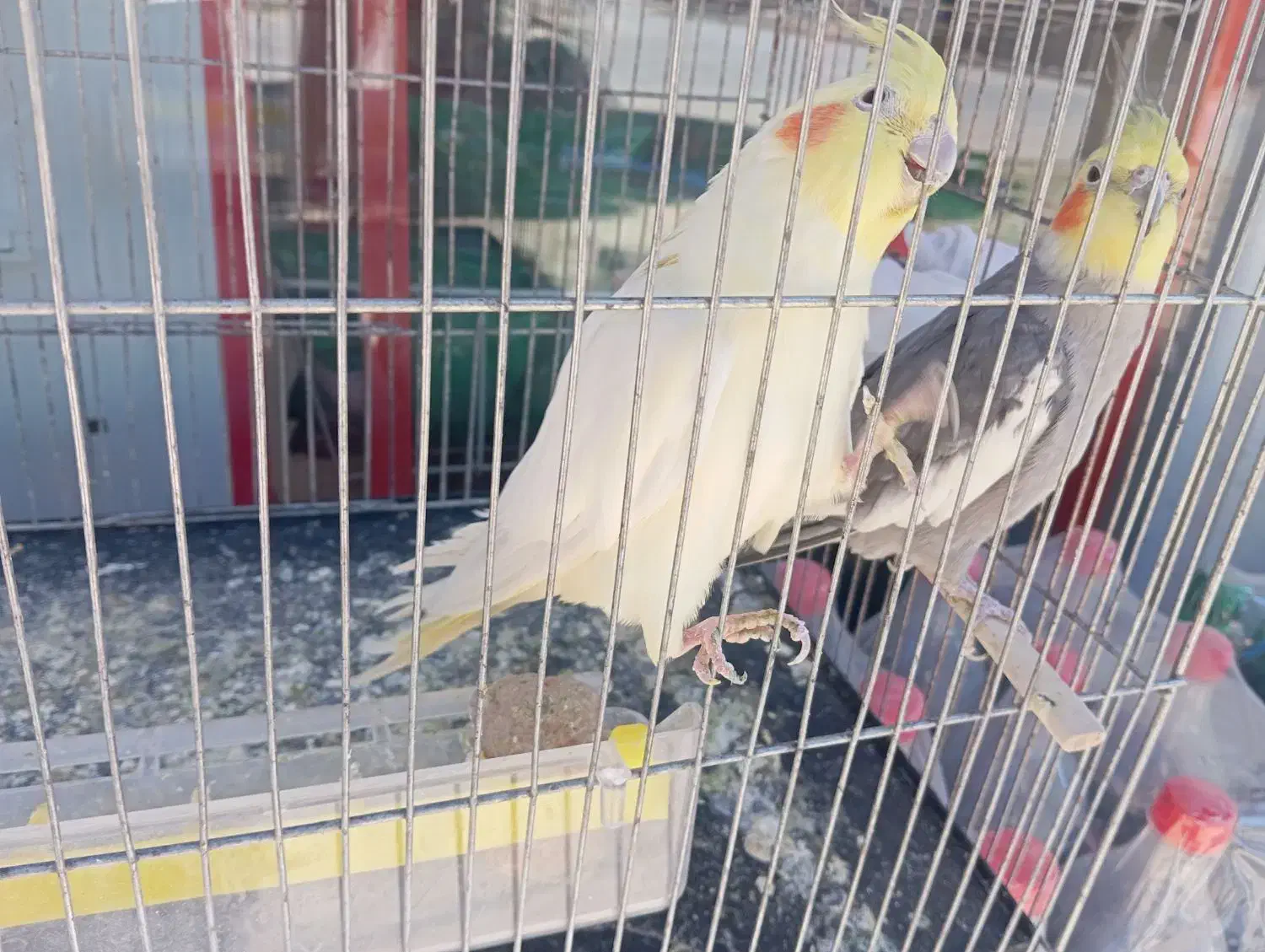 عروس هلندی مولد|پرنده|نورآباد, |دیوار