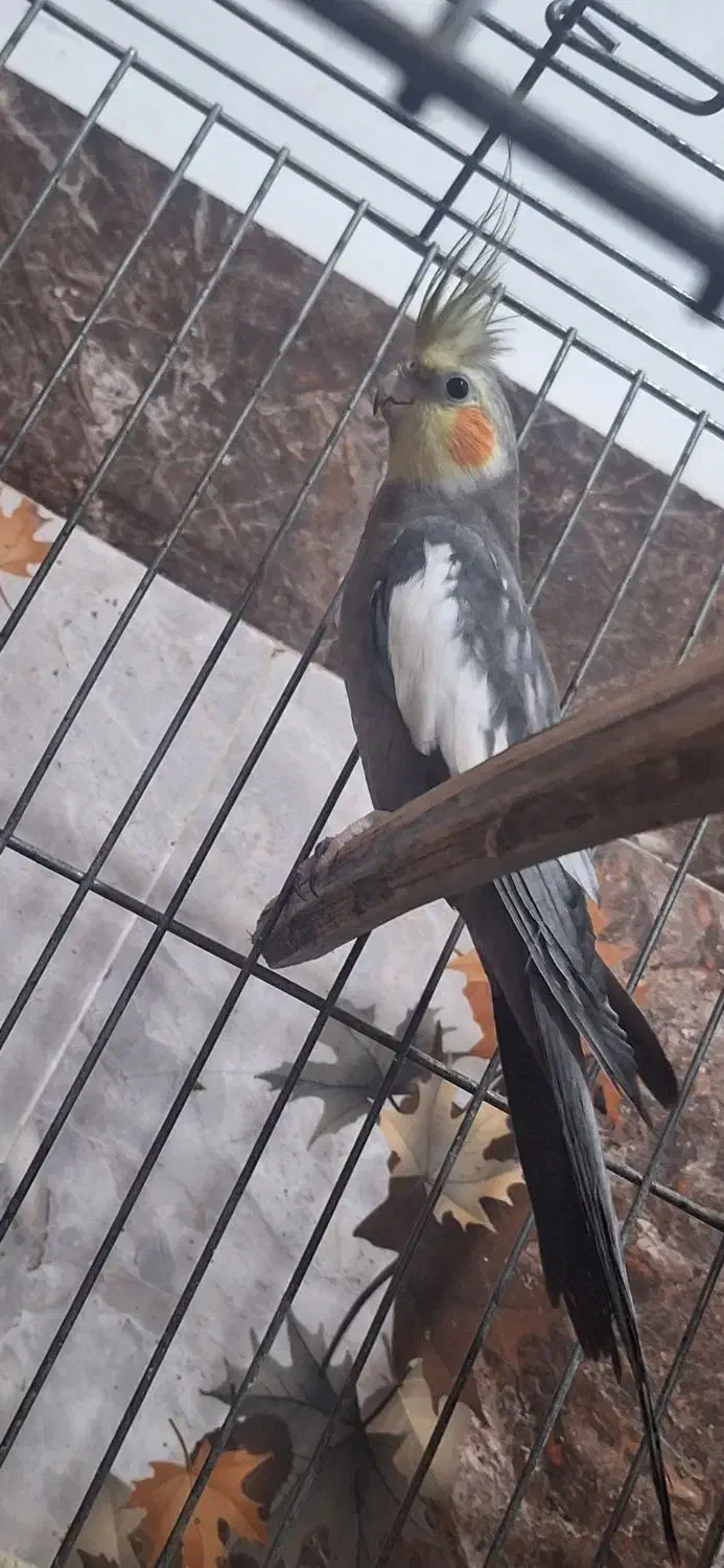 عروس هلندی|پرنده|بهبهان, |دیوار