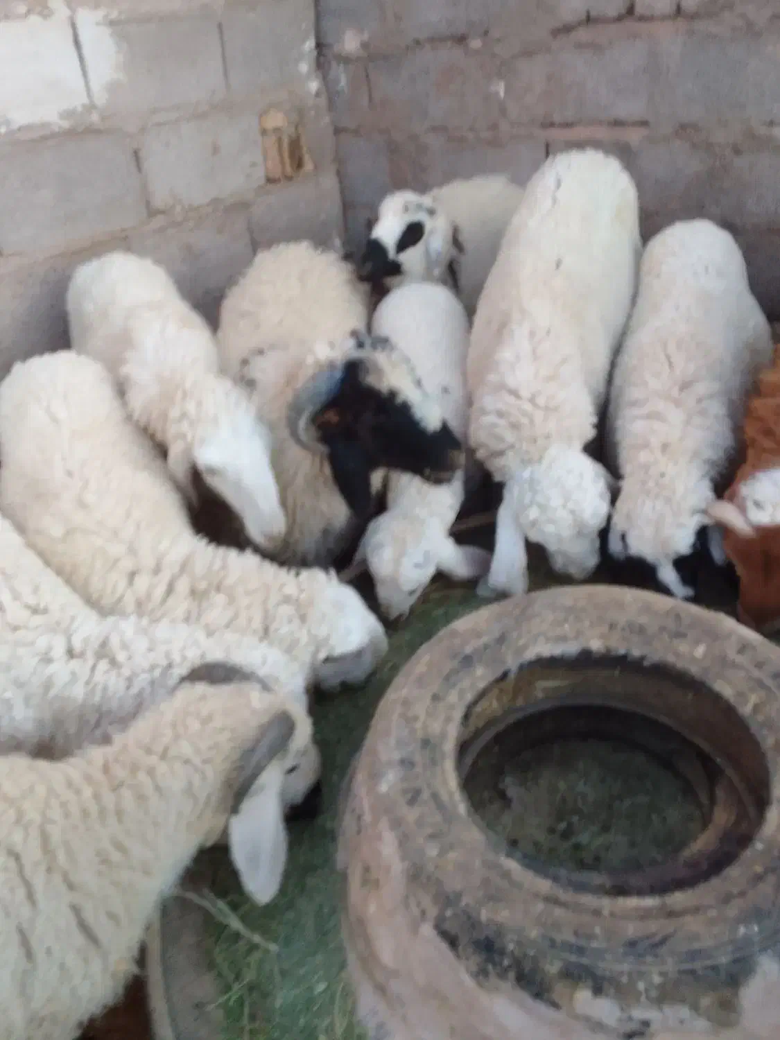 فروش بره پرواری|حیوانات مزرعه|رفسنجان, |دیوار