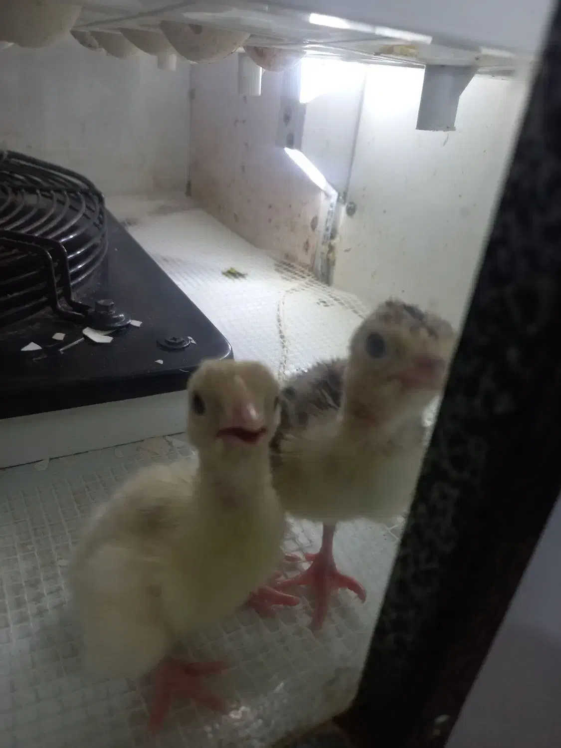 جوجه بوقلمون|حیوانات مزرعه|مشهد, رده|دیوار