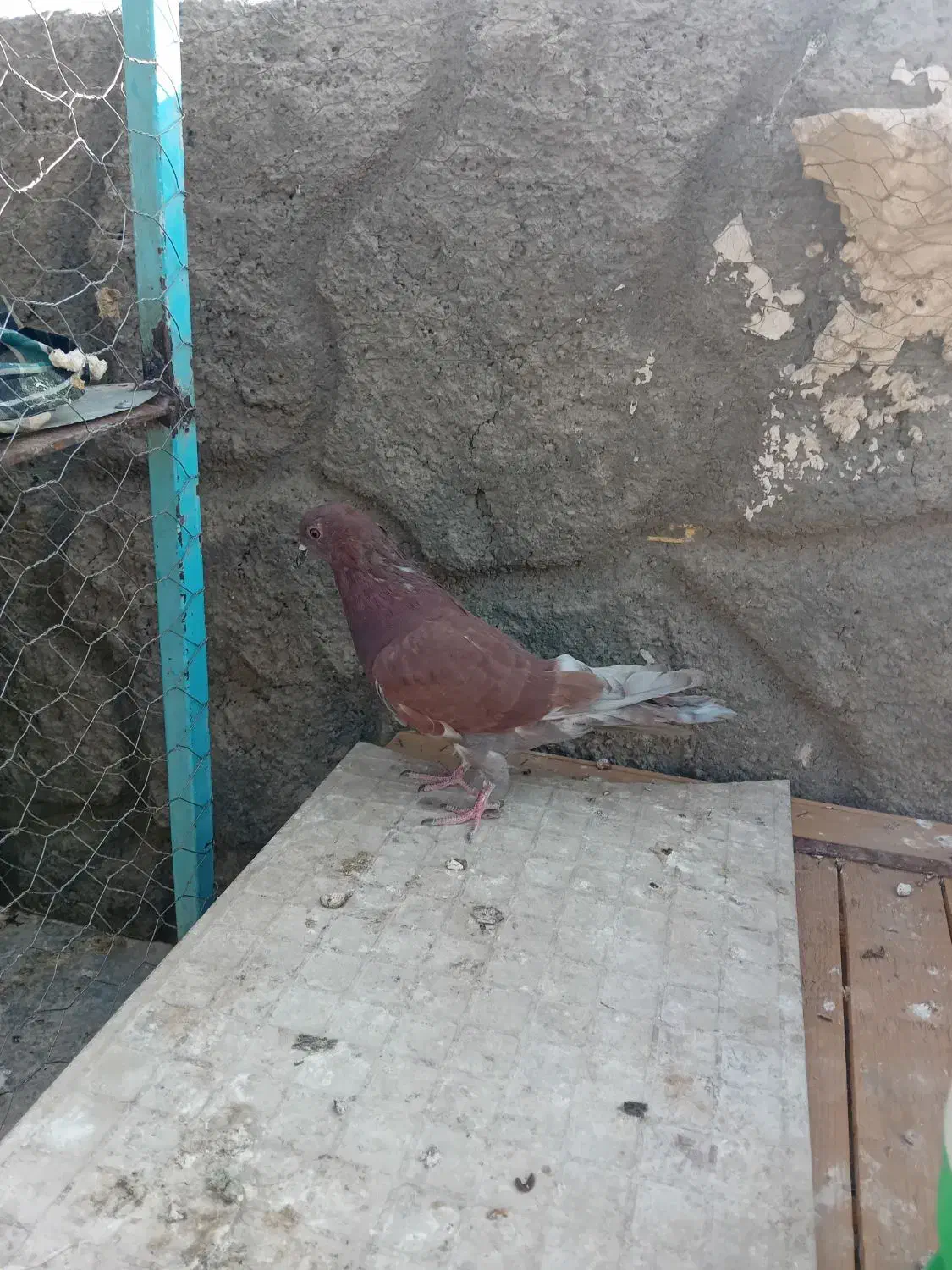 کفتر کاشونی سرخ|پرنده|نجفآباد, کهریزسنگ|دیوار