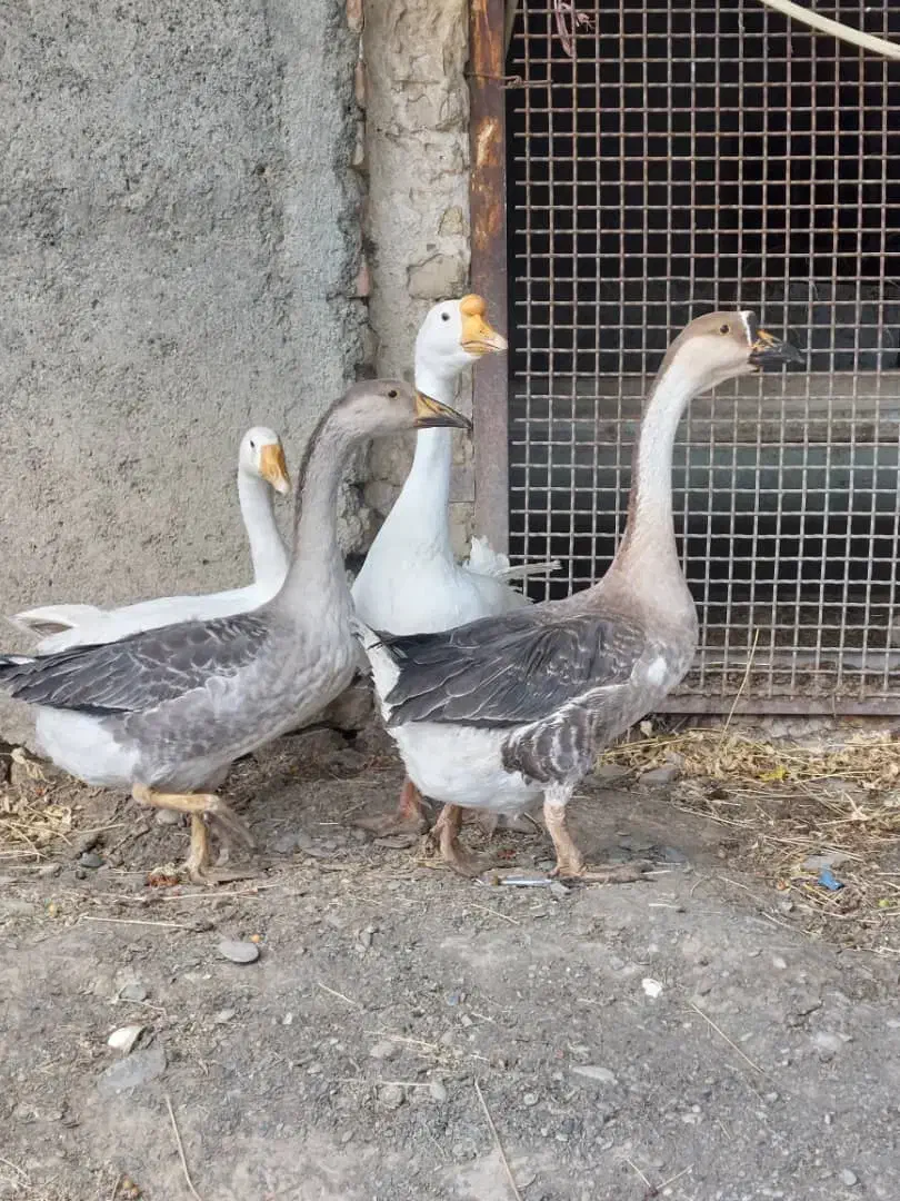 قوغاز|حیوانات مزرعه|طرقبه, |دیوار