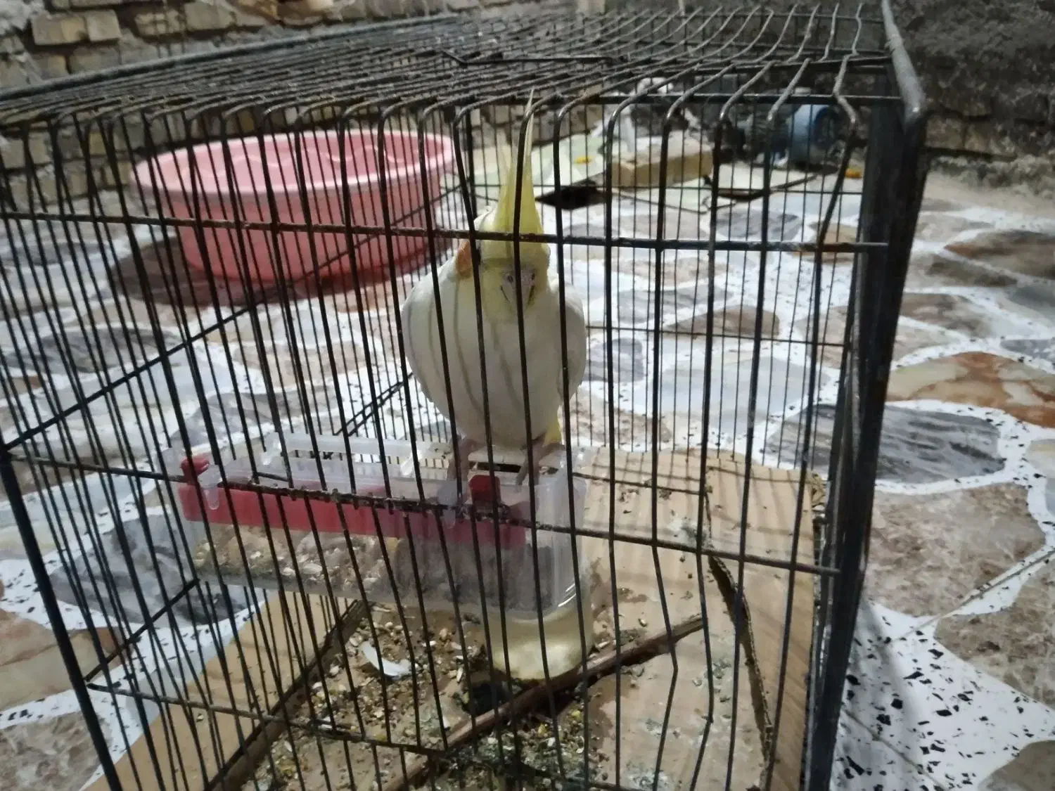 مایل به معاوزه نیست|پرنده|خرمشهر, |دیوار