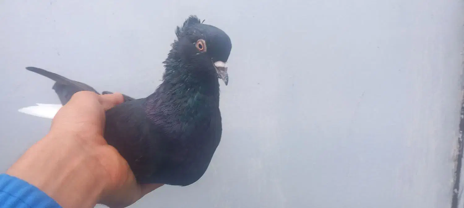 دم سفید|پرنده|خرمشهر, |دیوار