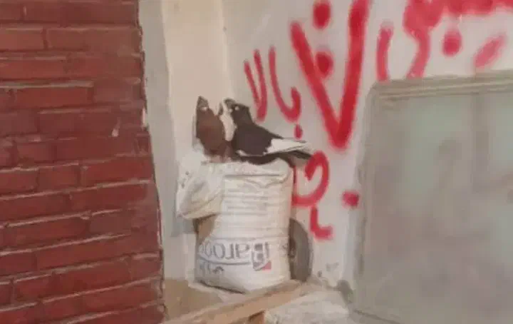 کبوتر گمشده سینه ای کبوتر|حیوانات|اهواز, سخیریه|دیوار