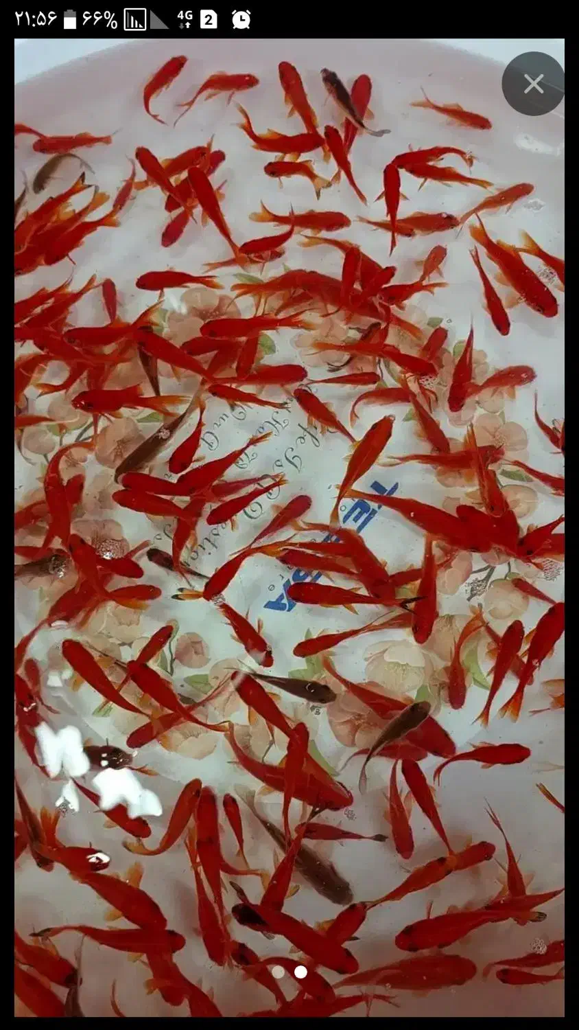 ماهی عید|ماهی|چمران, |دیوار