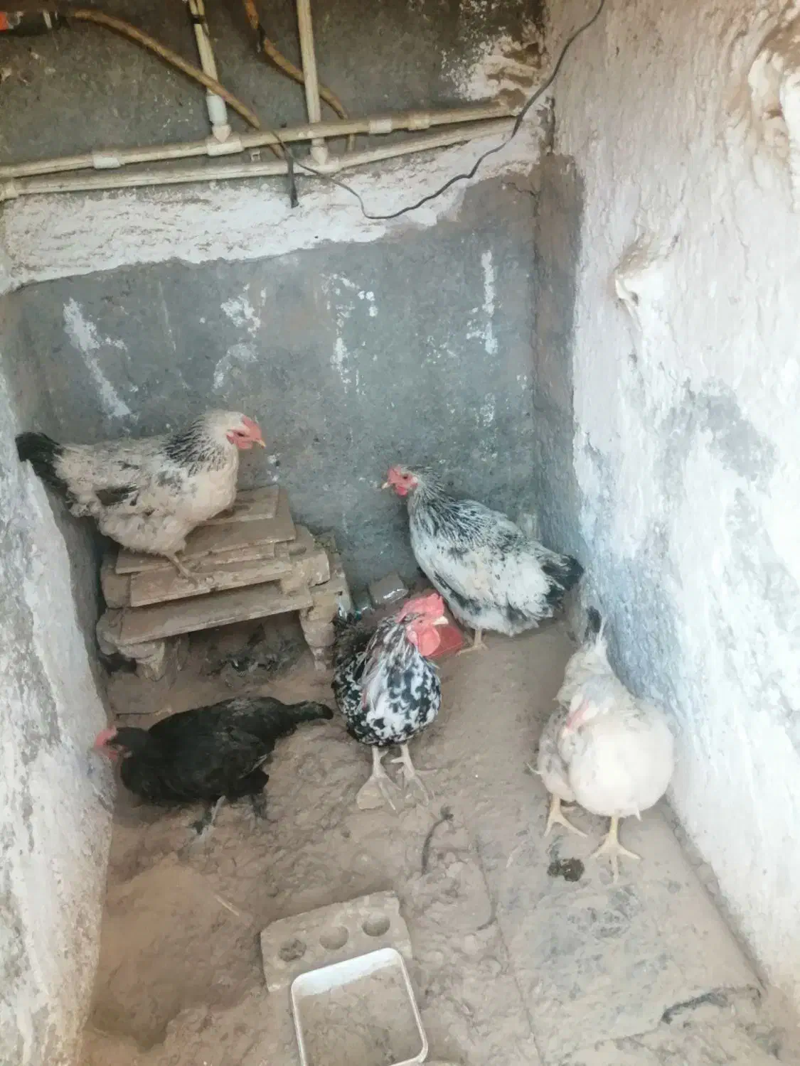 مرغ خروس|حیوانات مزرعه|خوسف, |دیوار