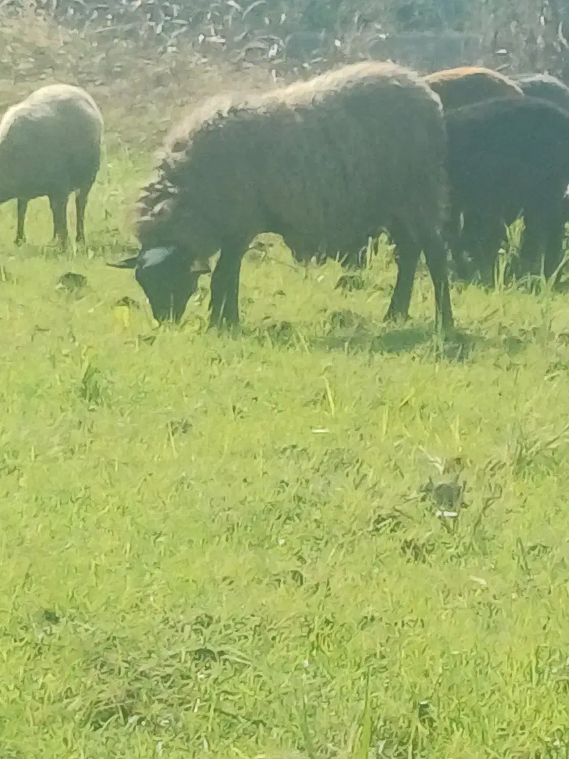 گوسفند زنده رومانوف|حیوانات مزرعه|امامزاده عبدالله, |دیوار